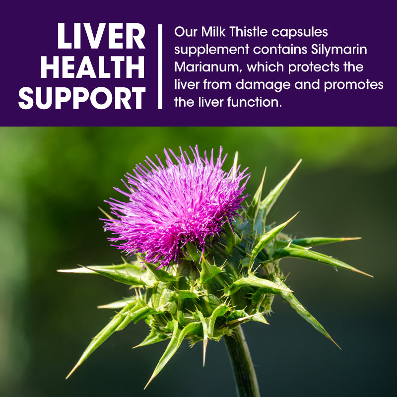 Milk Thistle Silymarin 4:1 Extract 1000mg for Liver Health Lower blood lipids and protect cardiovascular glutathione