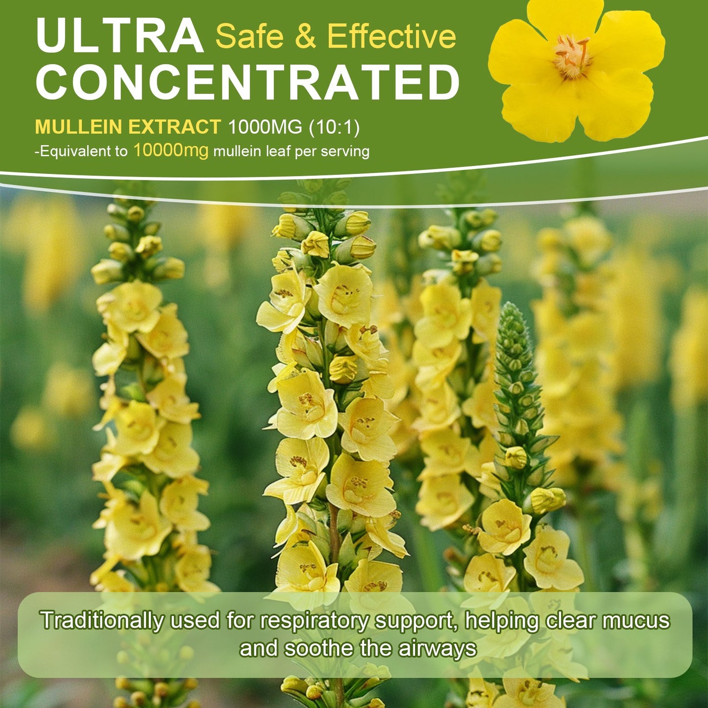 Mullein Drops for Lungs, Lung Detox & Cleanse, Vegan Mullein Leaf Extract Tincture with Chlorophyll Elderberry, etc, Natural Herbal Supplement for Respiratory, Immune, 60 Servings