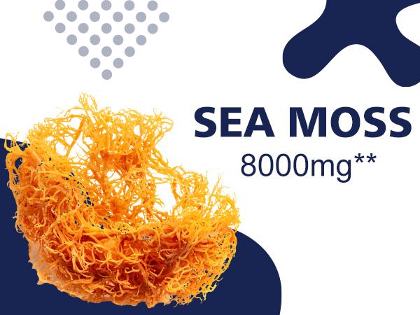 Irish Sea Moss Capsules with Black Seed Oil, Ashwagandha, Burdock Root, Bladderwrack, Ginger, Vitamin C & D3, 120 Caps